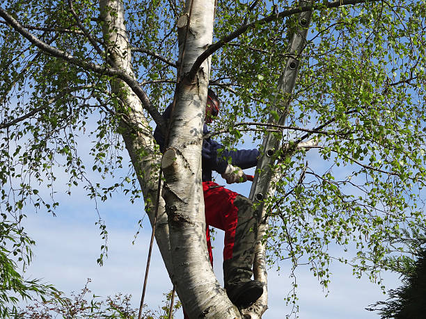 How Our Tree Care Process Works  in  Bryan, OH
